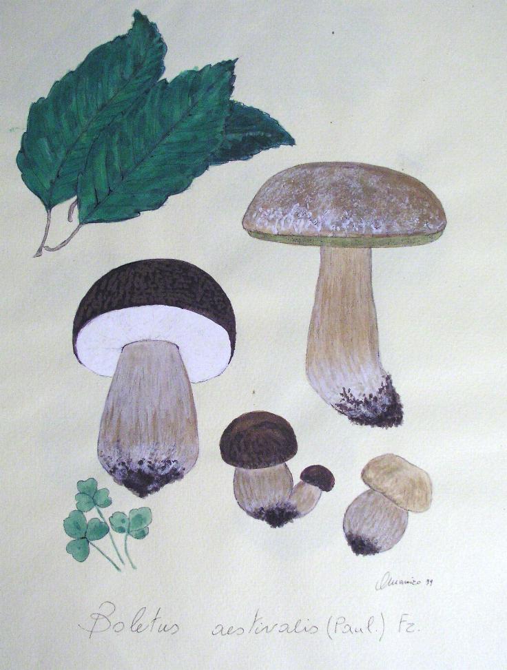 Boletus aestivalis (Paulet) Fries