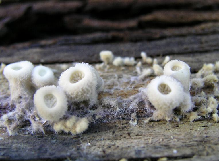 Tre lignicoli....interessanti