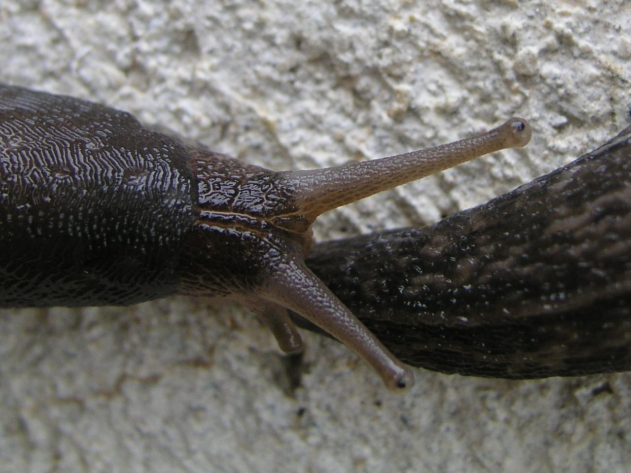 Limax sp. n. da Cosenza (CS)
