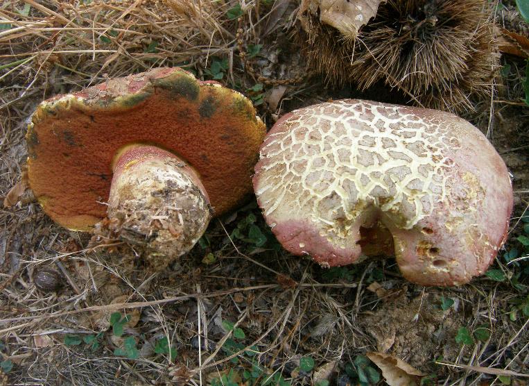 faggeta abruzzese