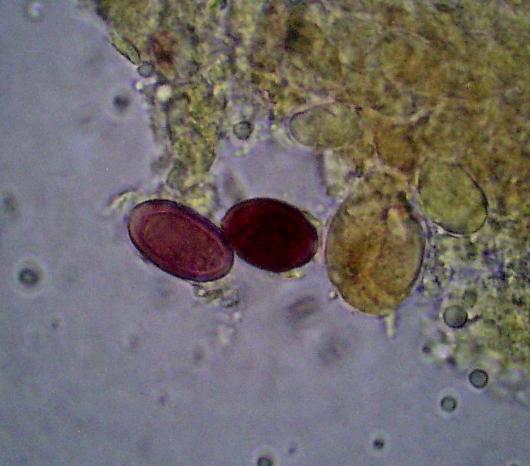 Macrolepiota sp. (cfr. Macrolepiota mastoidea)
