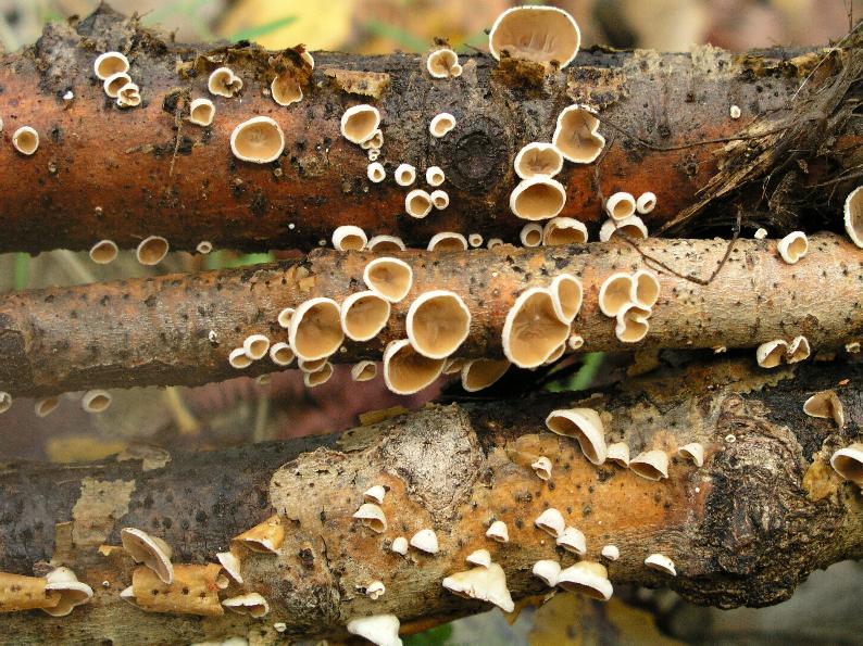 Tre lignicoli....interessanti