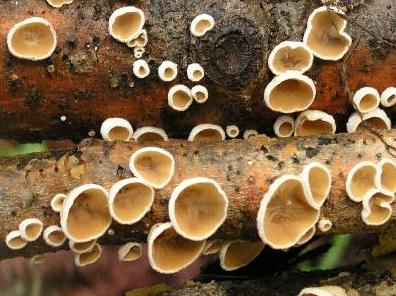 Tre lignicoli....interessanti