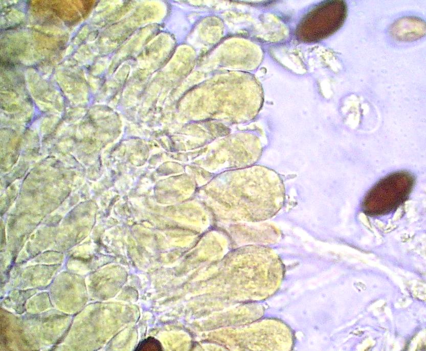 Conocybe....Galerella?
