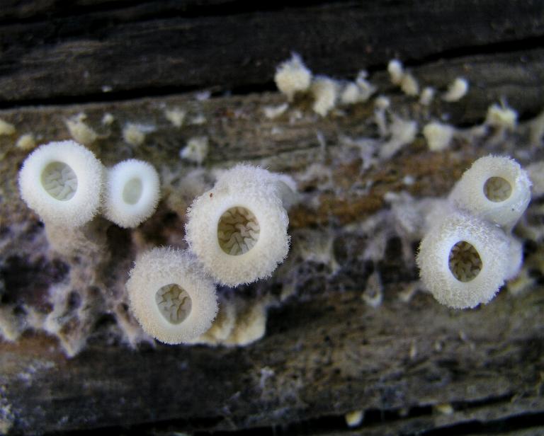 Tre lignicoli....interessanti