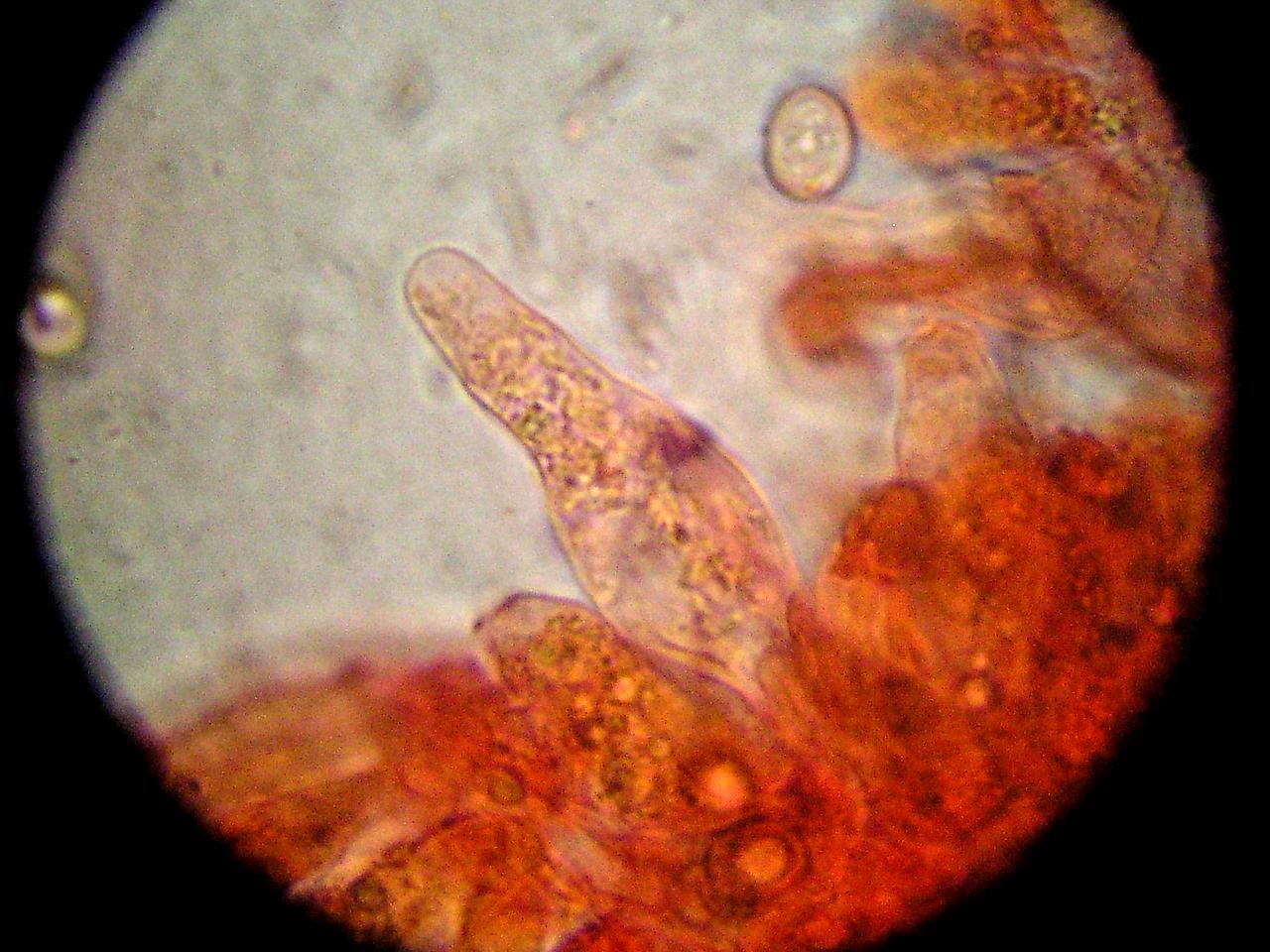 Pluteus cinereofuscus? (cfr. Pluteus nanus)