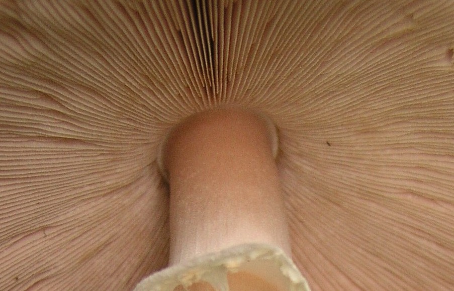 Agaricus?....o altro!