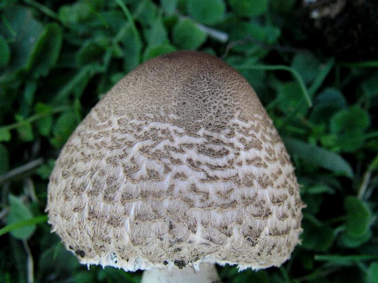 Macrolepiota sp. (cfr. Macrolepiota mastoidea)