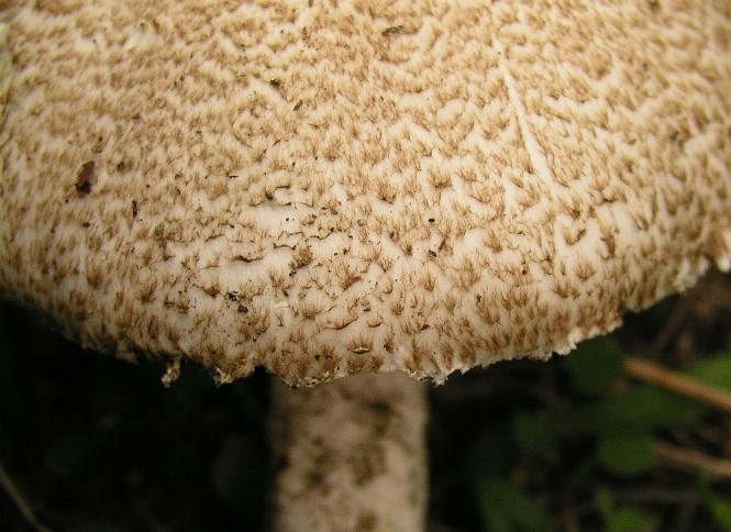 Agaricus?....o altro!