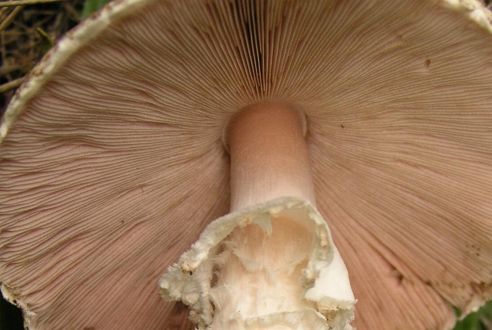 Agaricus?....o altro!