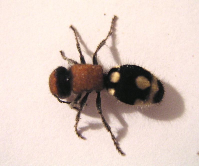 Ronisia brutia, femmina (Hymenoptera, Mutillidae)