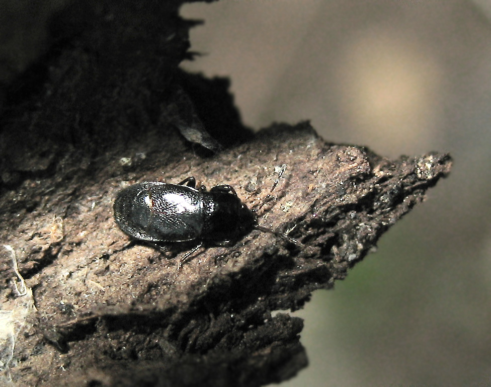 Plinthisus (Lygaeidae)