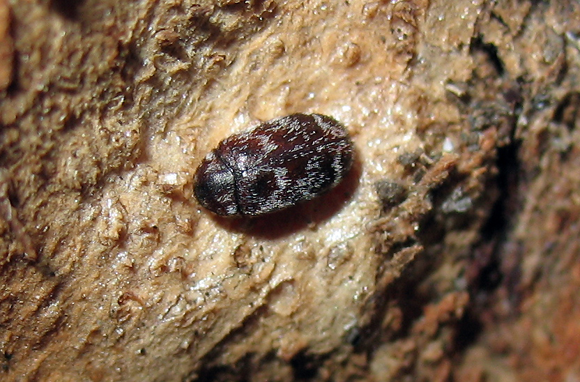 Dermestidae: Anthrenus? No, Trogoderma cfr. glabrum dell''Elba