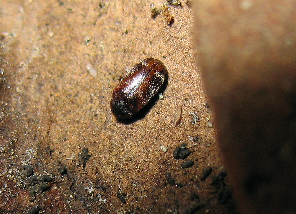 Dermestidae: Anthrenus? No, Trogoderma cfr. glabrum dell''Elba