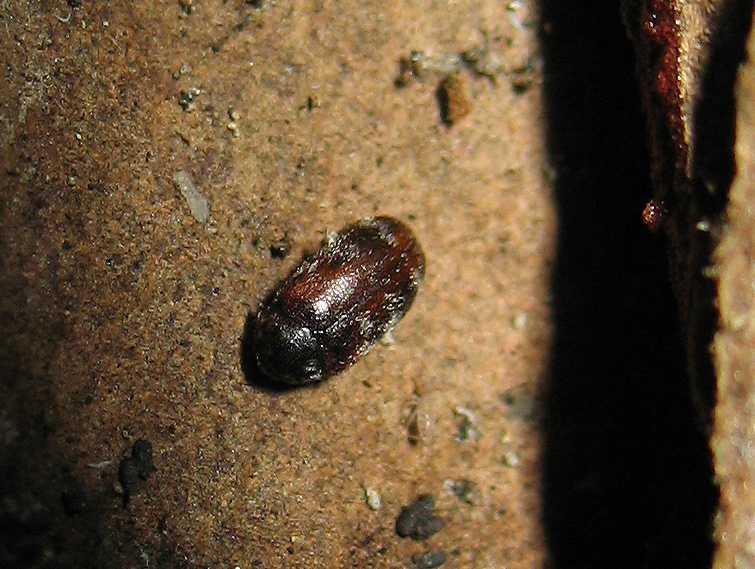 Dermestidae: Anthrenus? No, Trogoderma cfr. glabrum dell''Elba