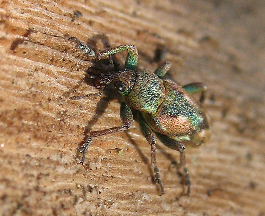 Curculionidae: Coniatus tamarisciF.