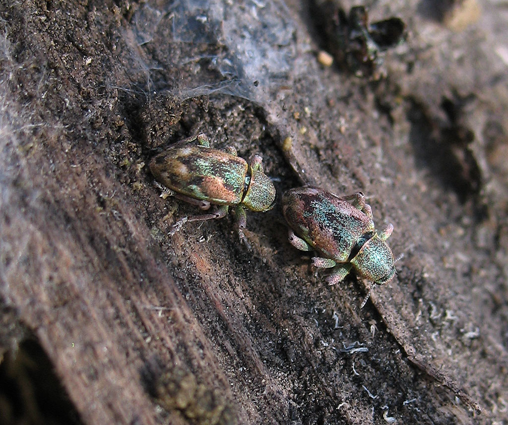 Curculionidae: Coniatus tamarisciF.