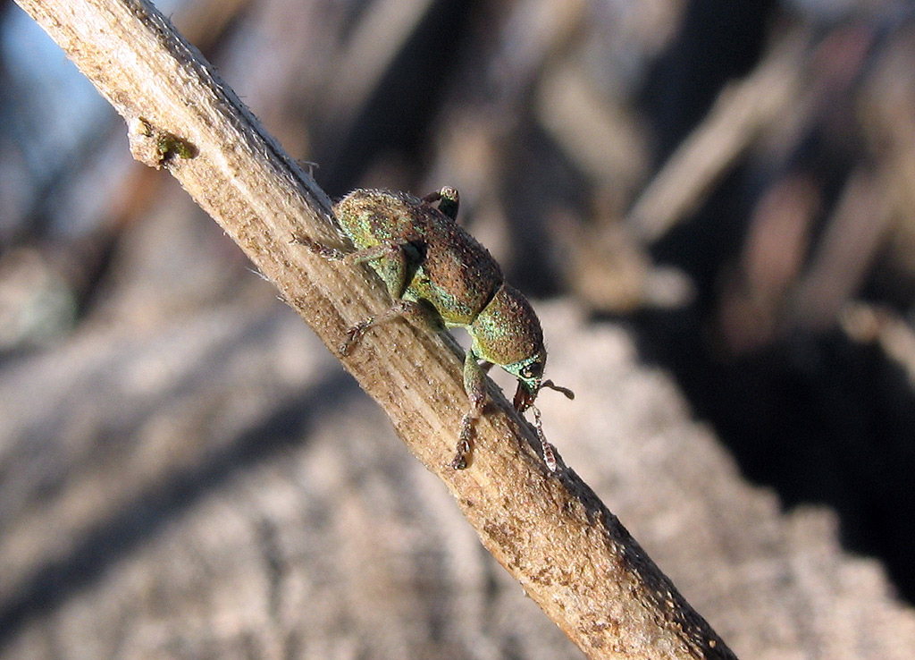 Curculionidae: Coniatus tamarisciF.