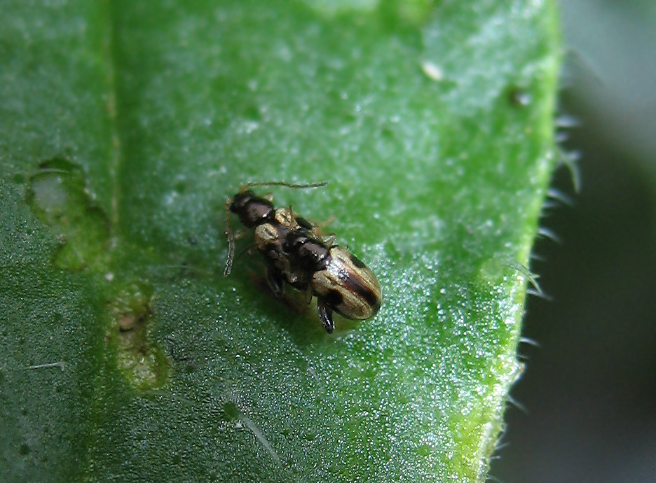 Longitarsus lateripunctatus