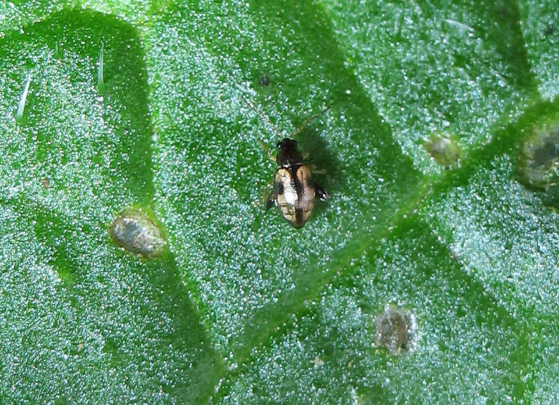 Longitarsus lateripunctatus