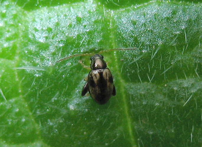 Longitarsus lateripunctatus