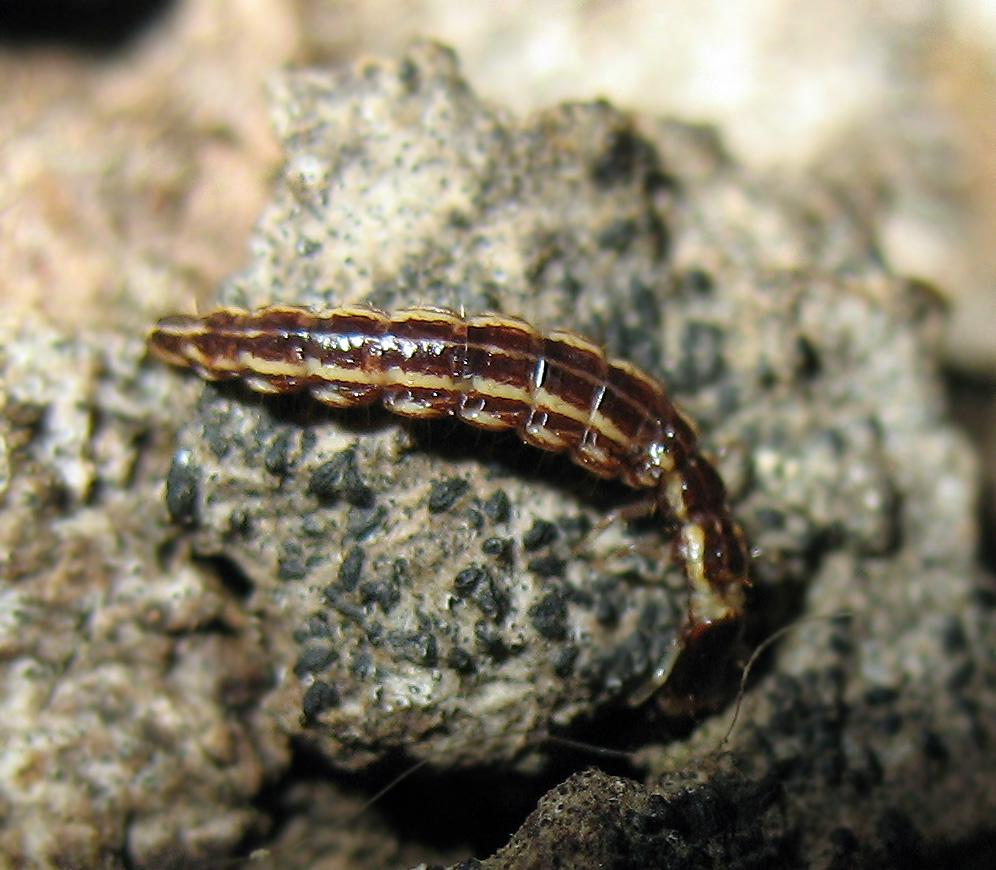 Raphidioptera larva (Xanthostigma corsicum)