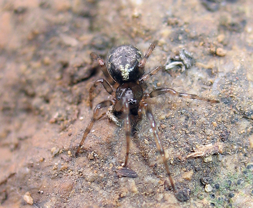 Enoplognatha sp.