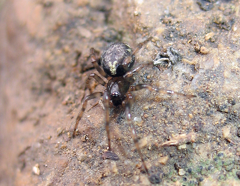 Enoplognatha sp.