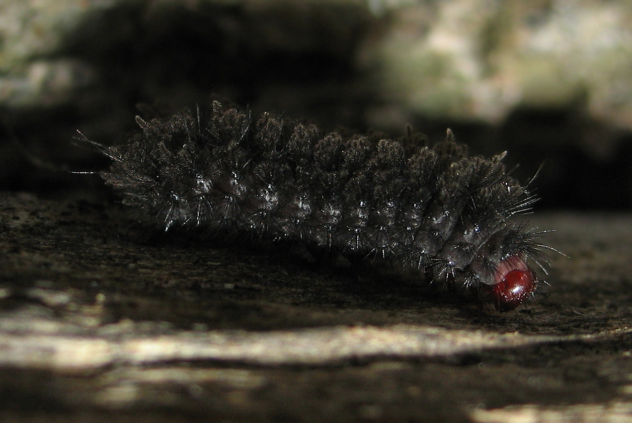 Bruco di Amata phegea?