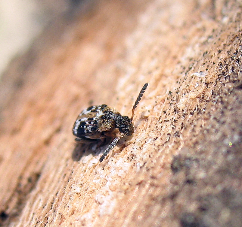 Un altro piccolissimo Bruchidae