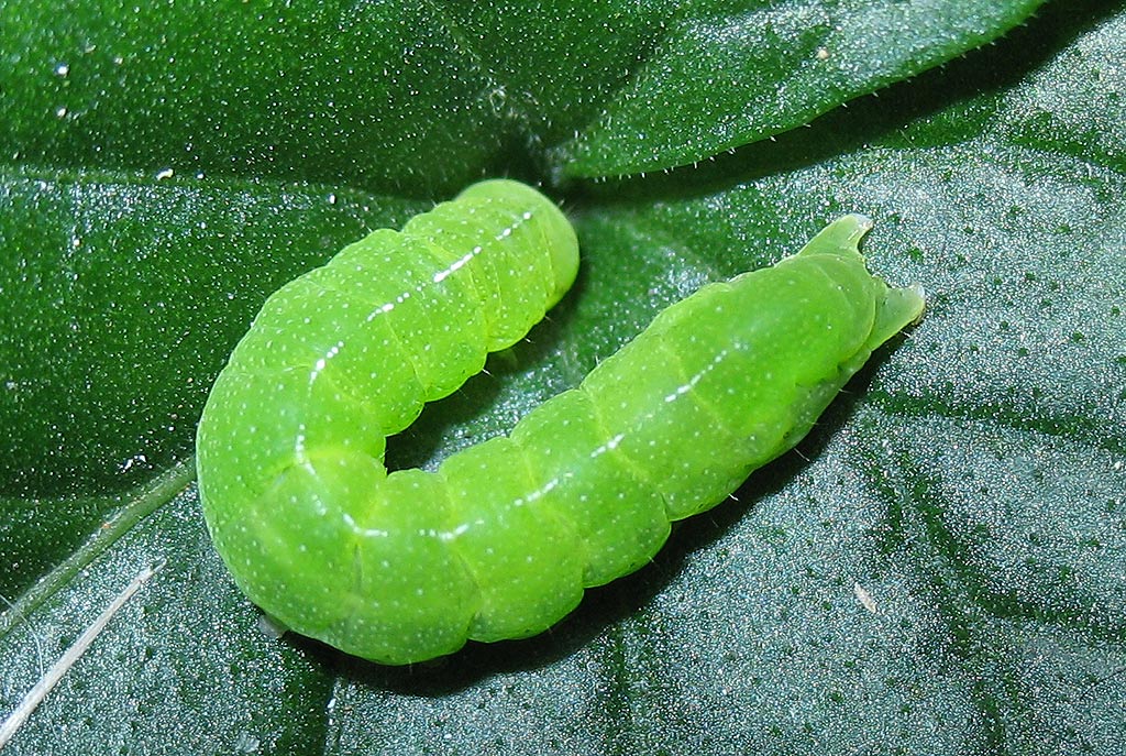 Bruco verde su Viola riviniana