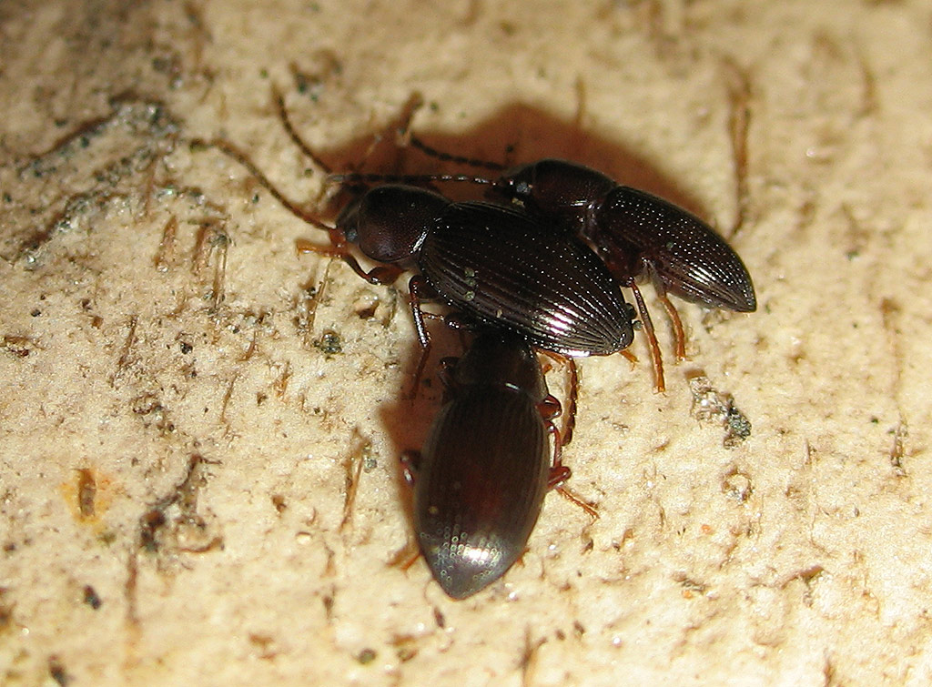 Catomus rotundicollis