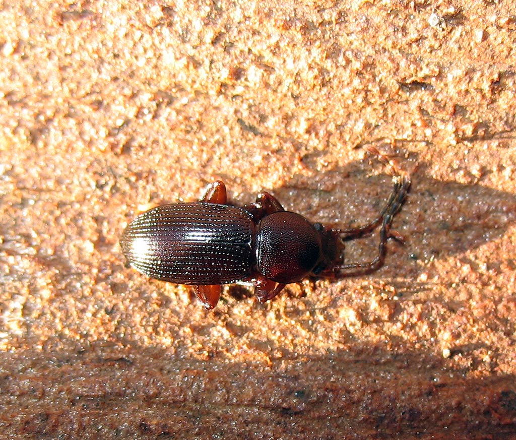 Catomus rotundicollis