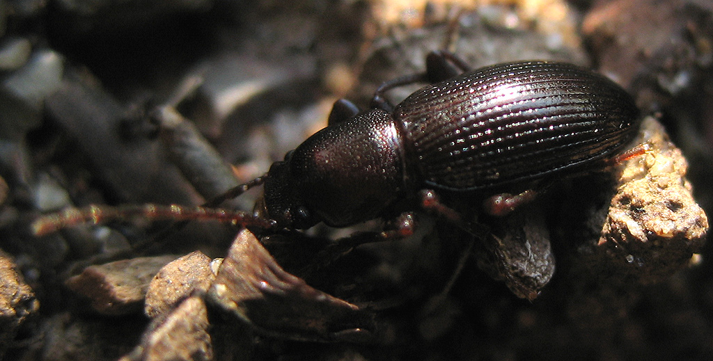 Catomus rotundicollis