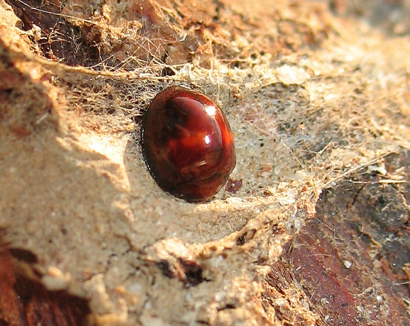 Chilocorus bipustulatus dell''isola d''Elba