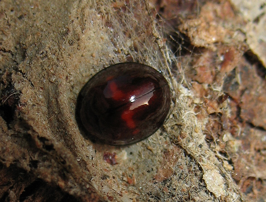 Chilocorus bipustulatus dell''isola d''Elba