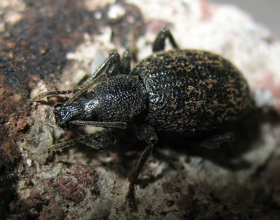 Otiorhynchus aurifer dell''Elba