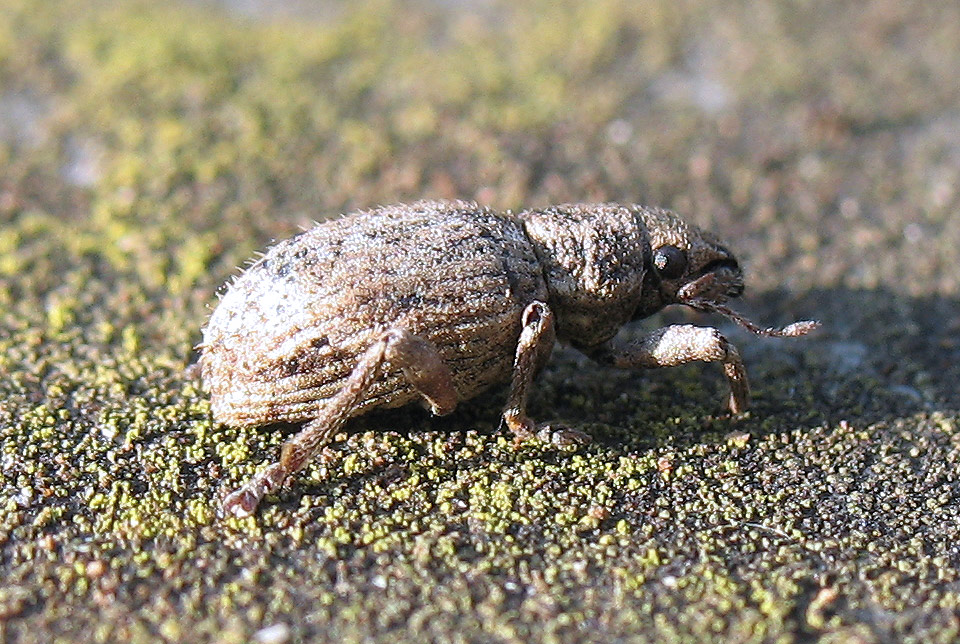 Un altro Curculionidae senza nasone