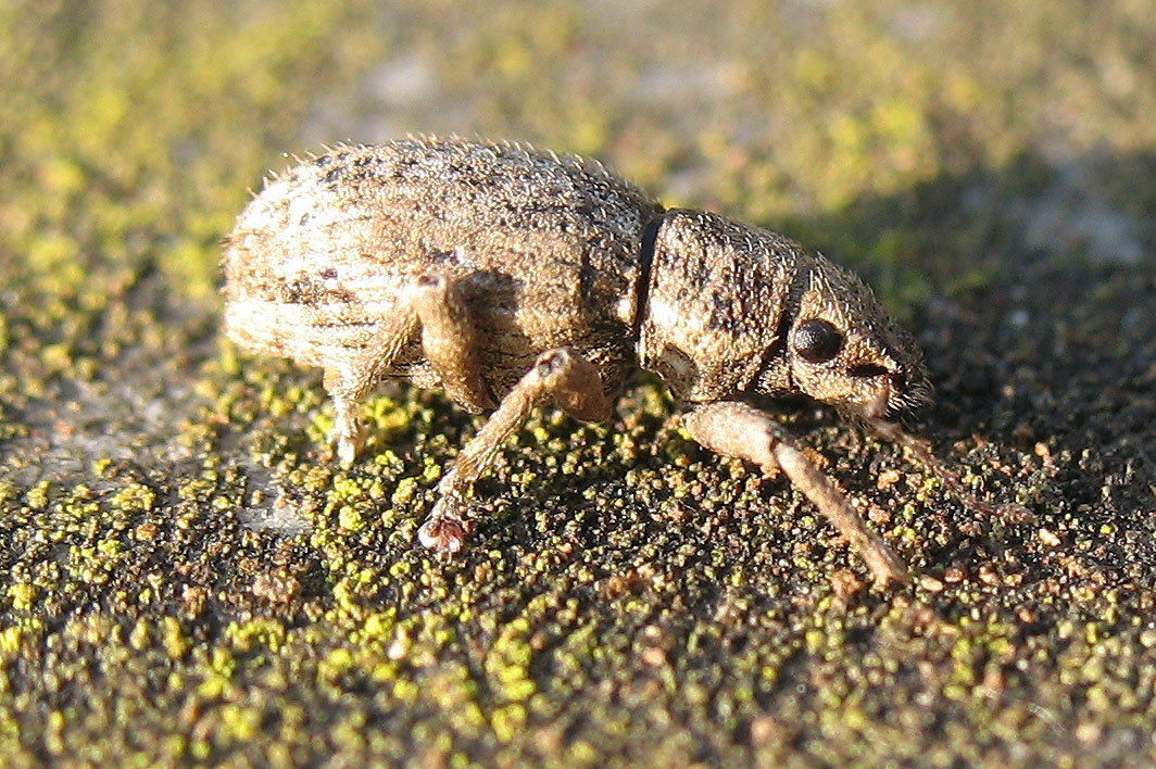 Un altro Curculionidae senza nasone