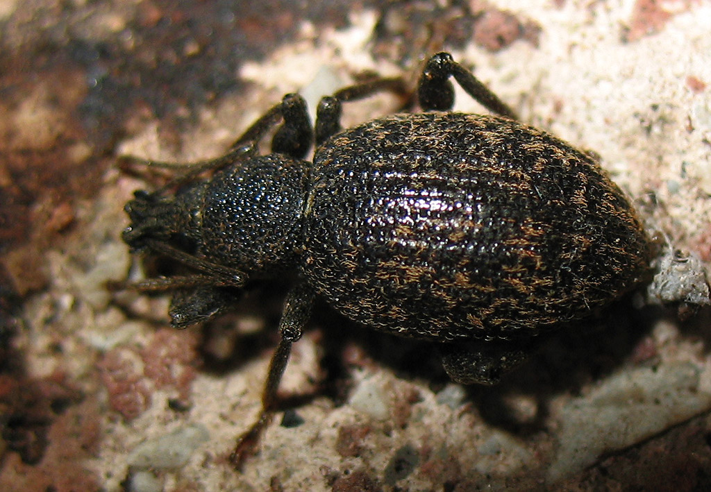 Otiorhynchus aurifer dell''Elba