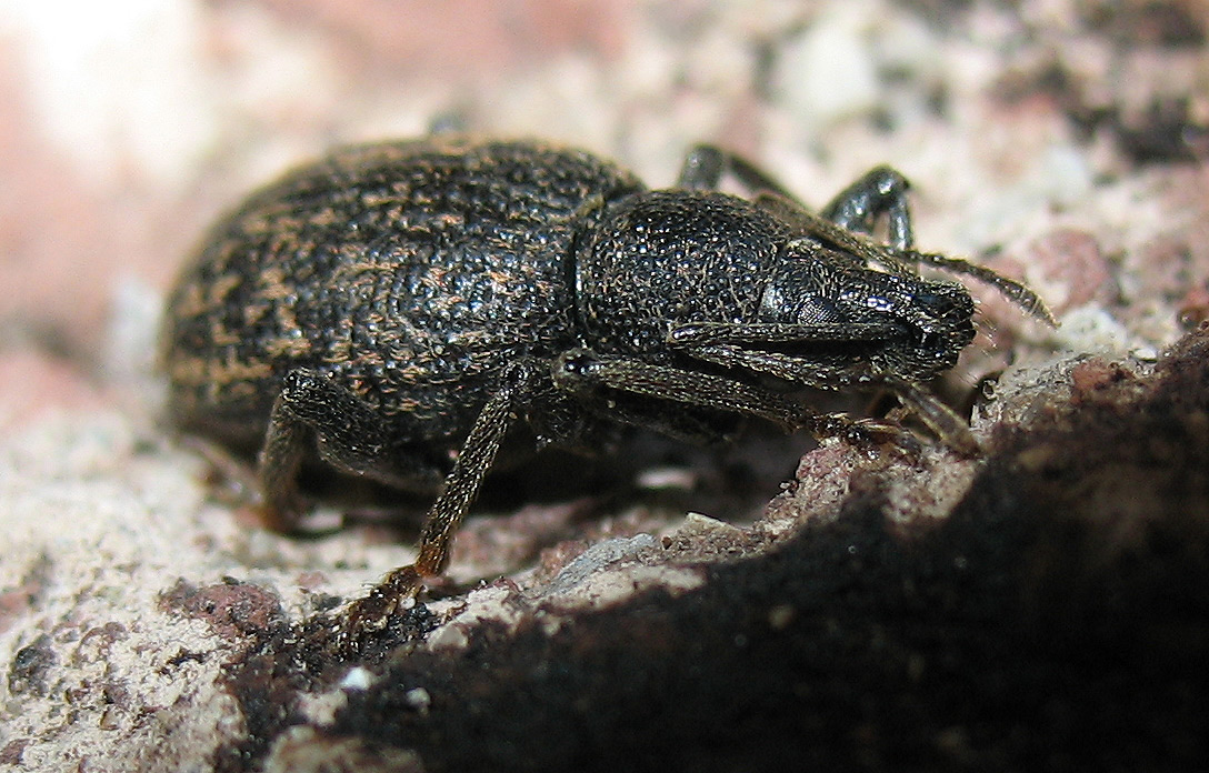 Otiorhynchus aurifer dell''Elba