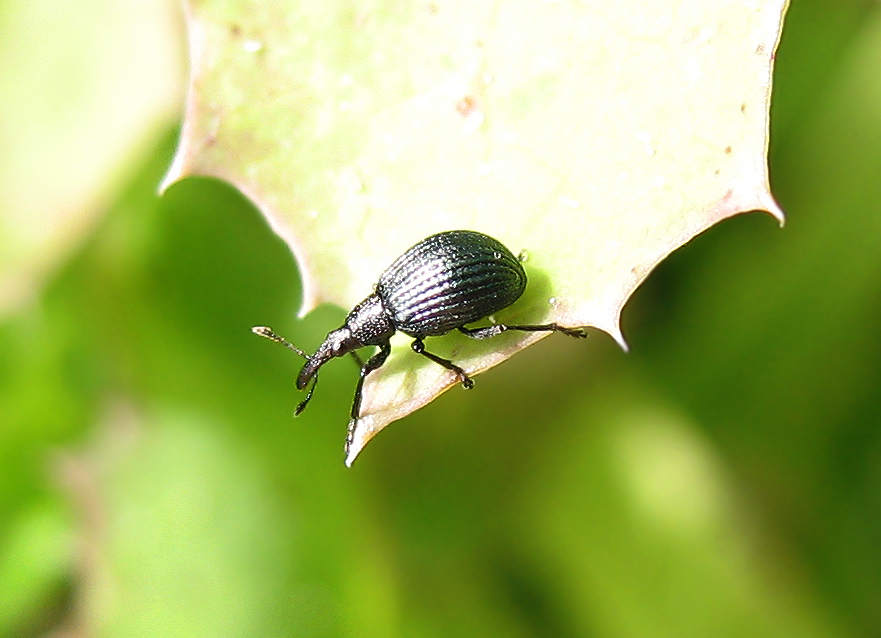 Holotrichapion sp.