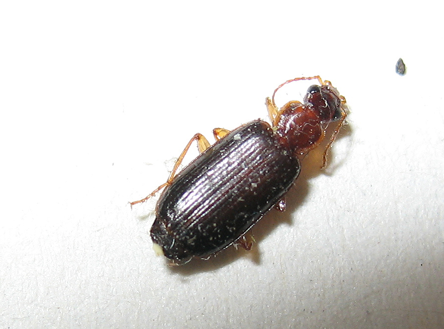 Dromius cf. meridionalis