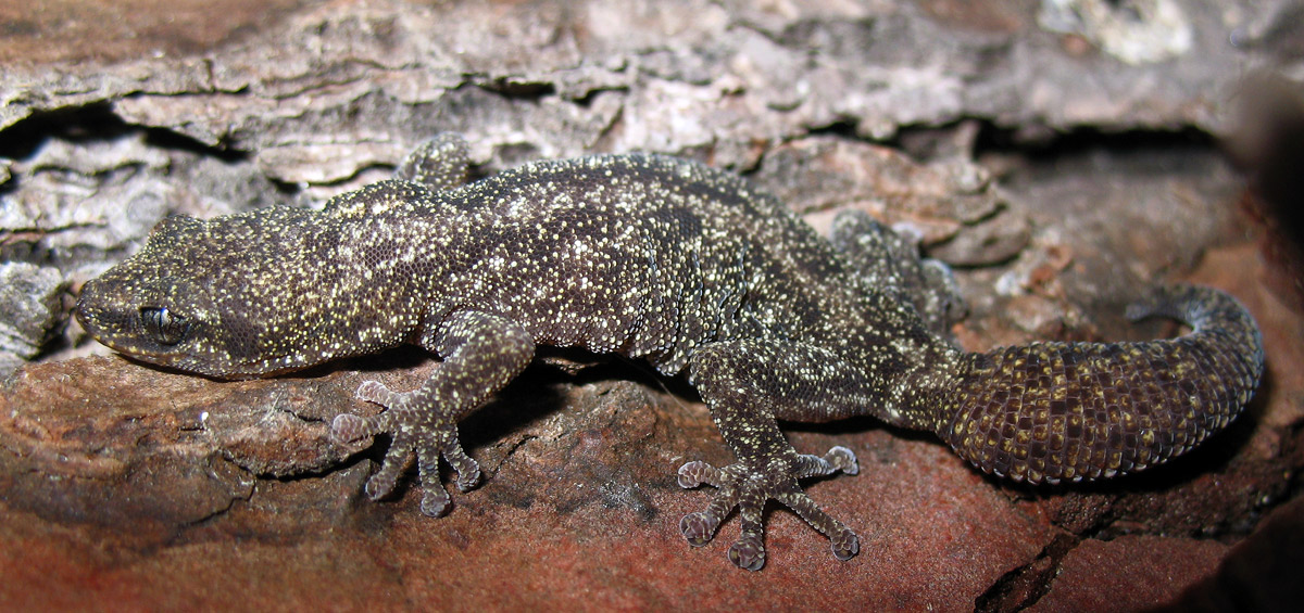 Euleptes europaea