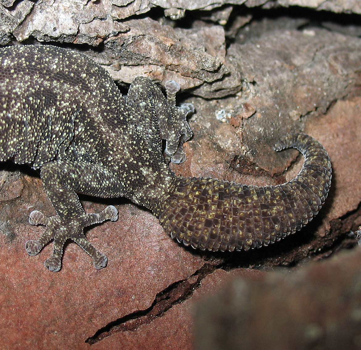 Euleptes europaea