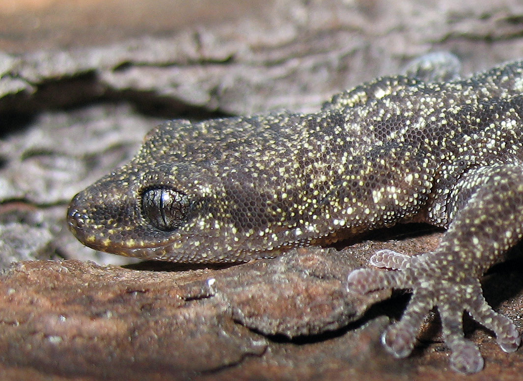 Euleptes europaea