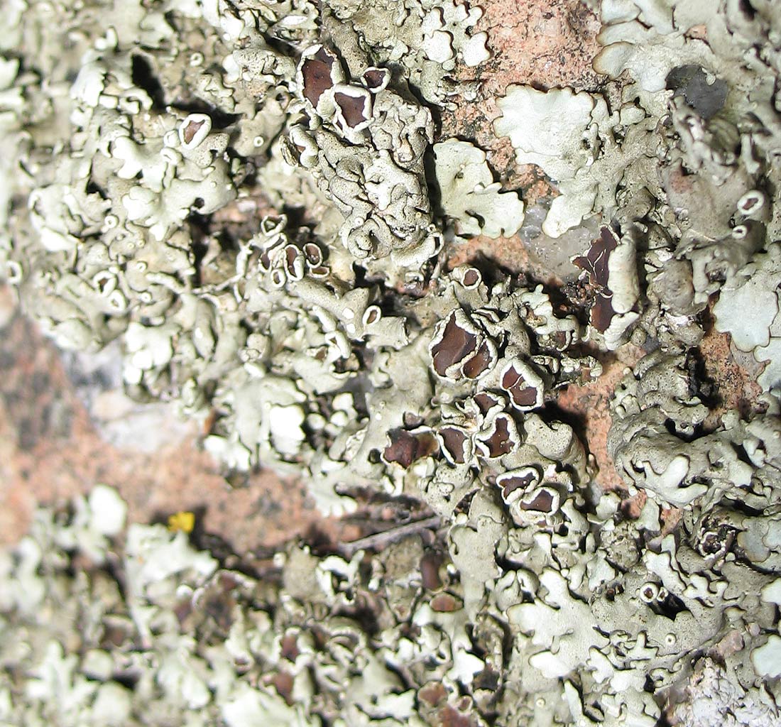 Licheni fogliosi (Enfola)