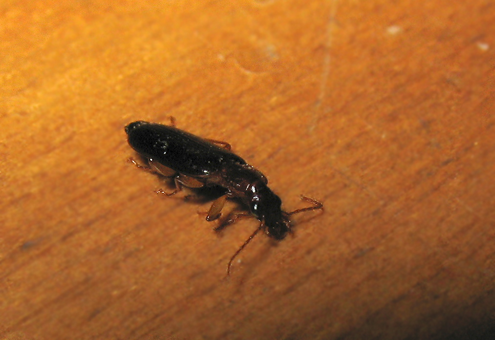 Dromius cf. meridionalis