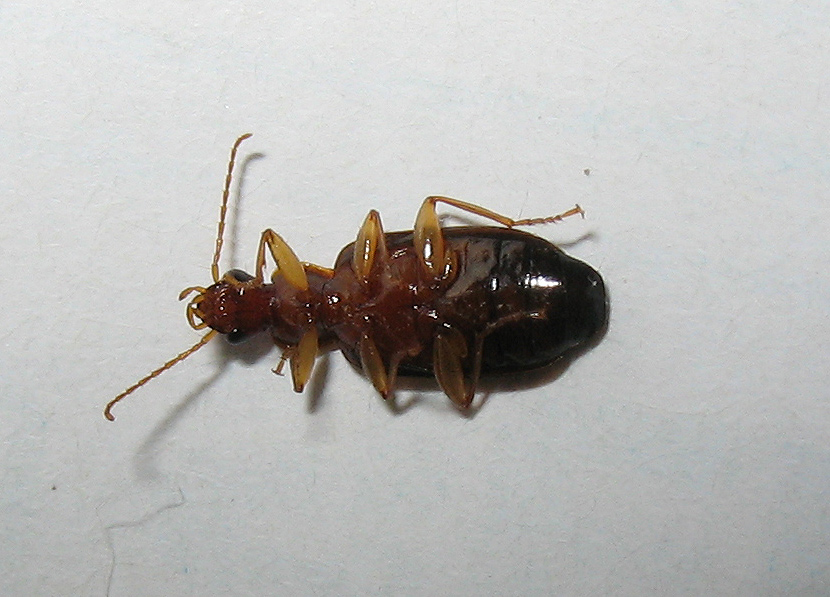 Dromius cf. meridionalis