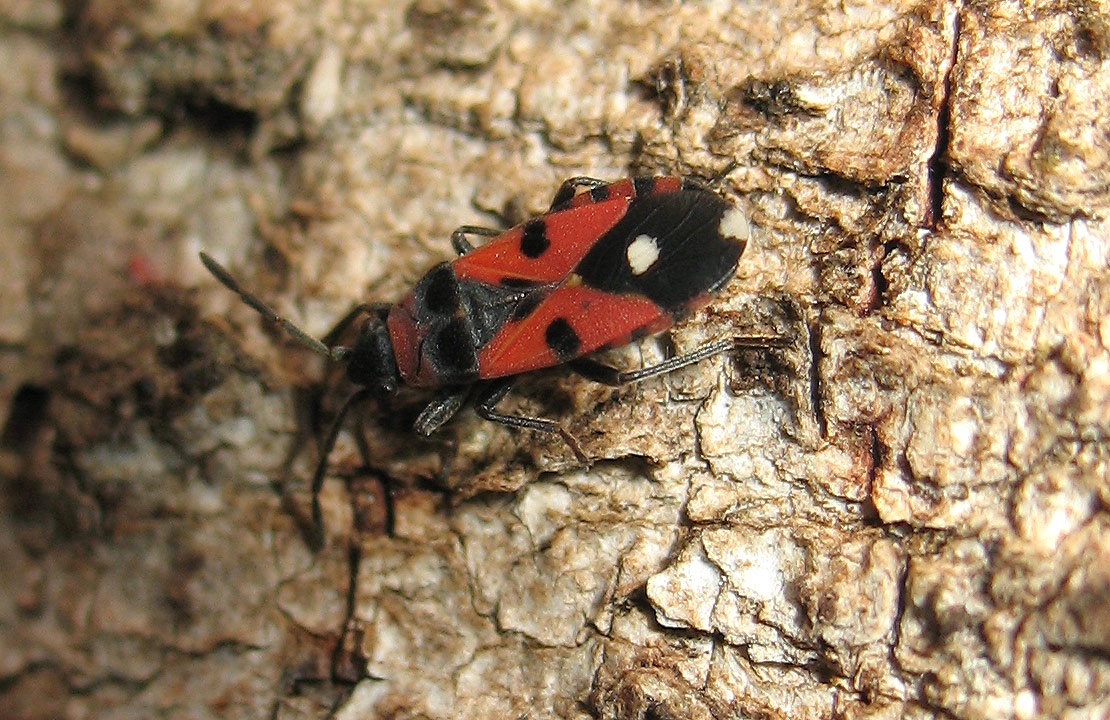 Horvathiolus?